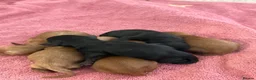 Cavapoo dogs for sale: F1 health tested mini cavapoos  - Advert 5