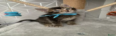 Mixed Breed Kitten 3