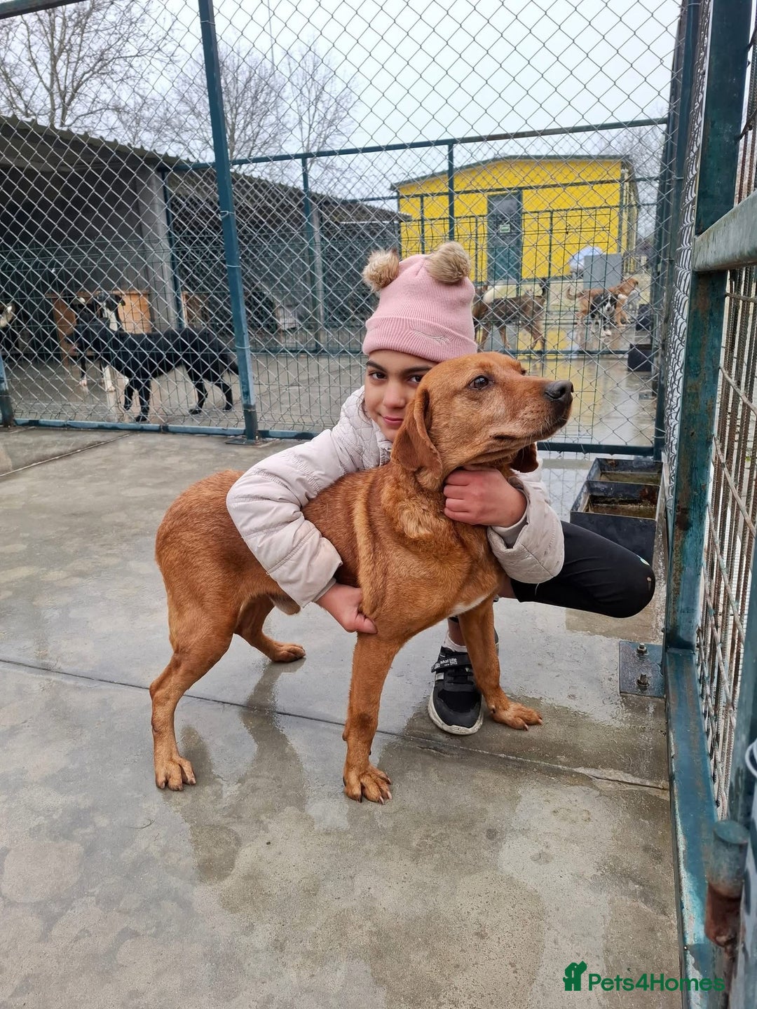 Mixed Breed dogs for adoption: Beanie Boy, 3-4 yrs old. Available for adoption. - Advert 2