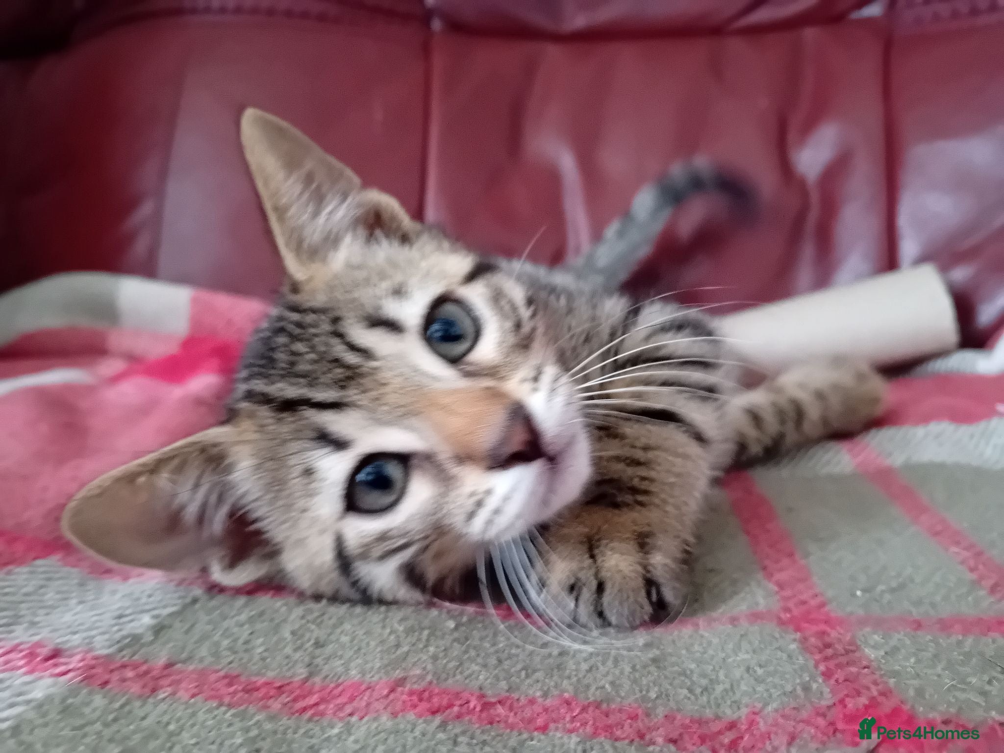 Bengal cats HomeRaised Bengal x Blue British Shorthair Kittens - Advert 13