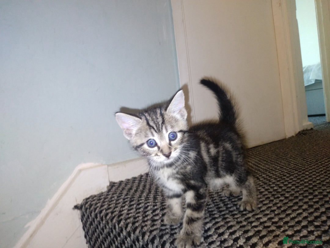 Exotic cats for sale:  3 Kittens - Image 3
