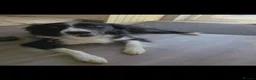 Border Collie dogs for sale: Boarder Collie - Advert 2