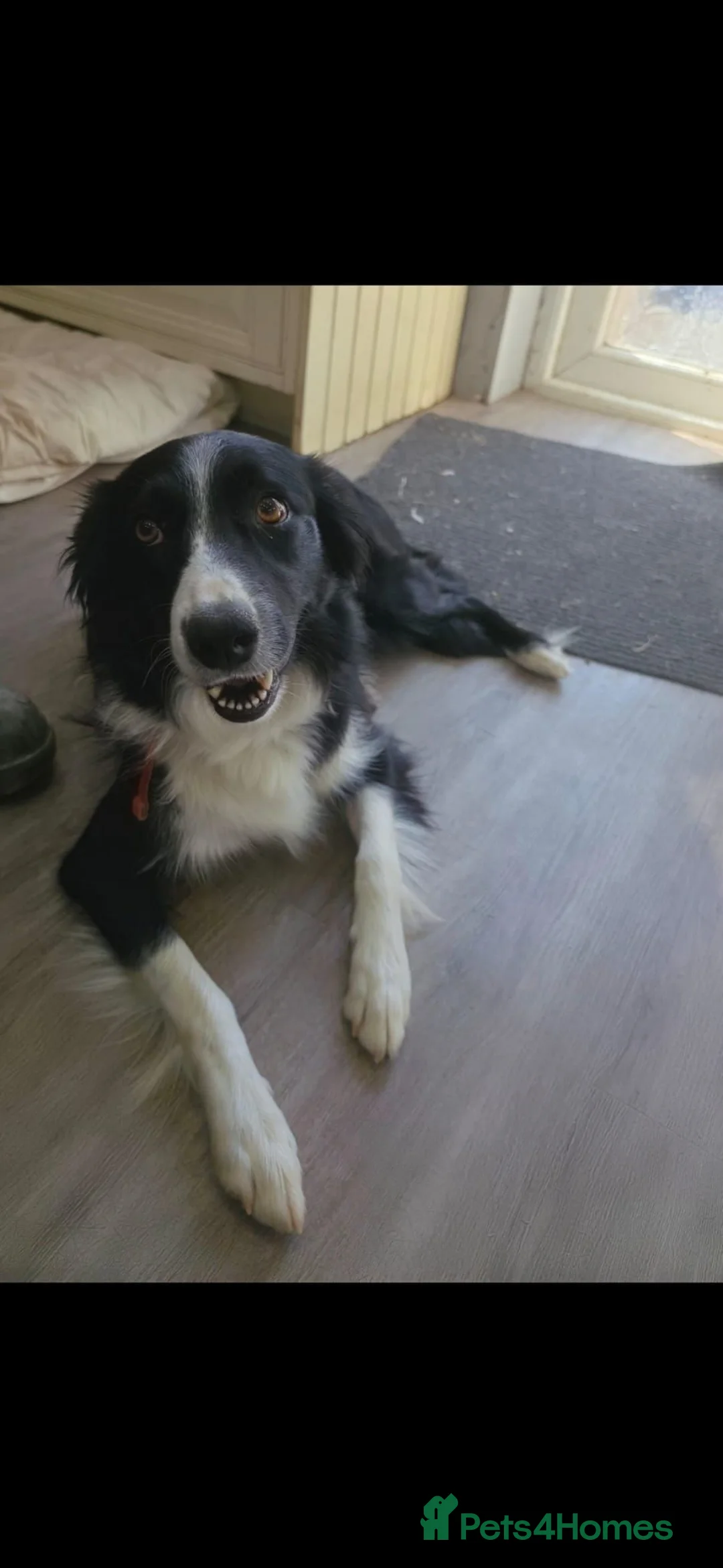 Border Collie dogs for sale: Boarder Collie - Advert 2