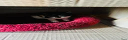 Domestic Shorthair cats for sale: Beautiful kittens  - Advert 11