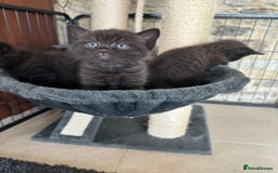 British Shorthair cats for sale: British Shorthair Cross kittens  - Image 4