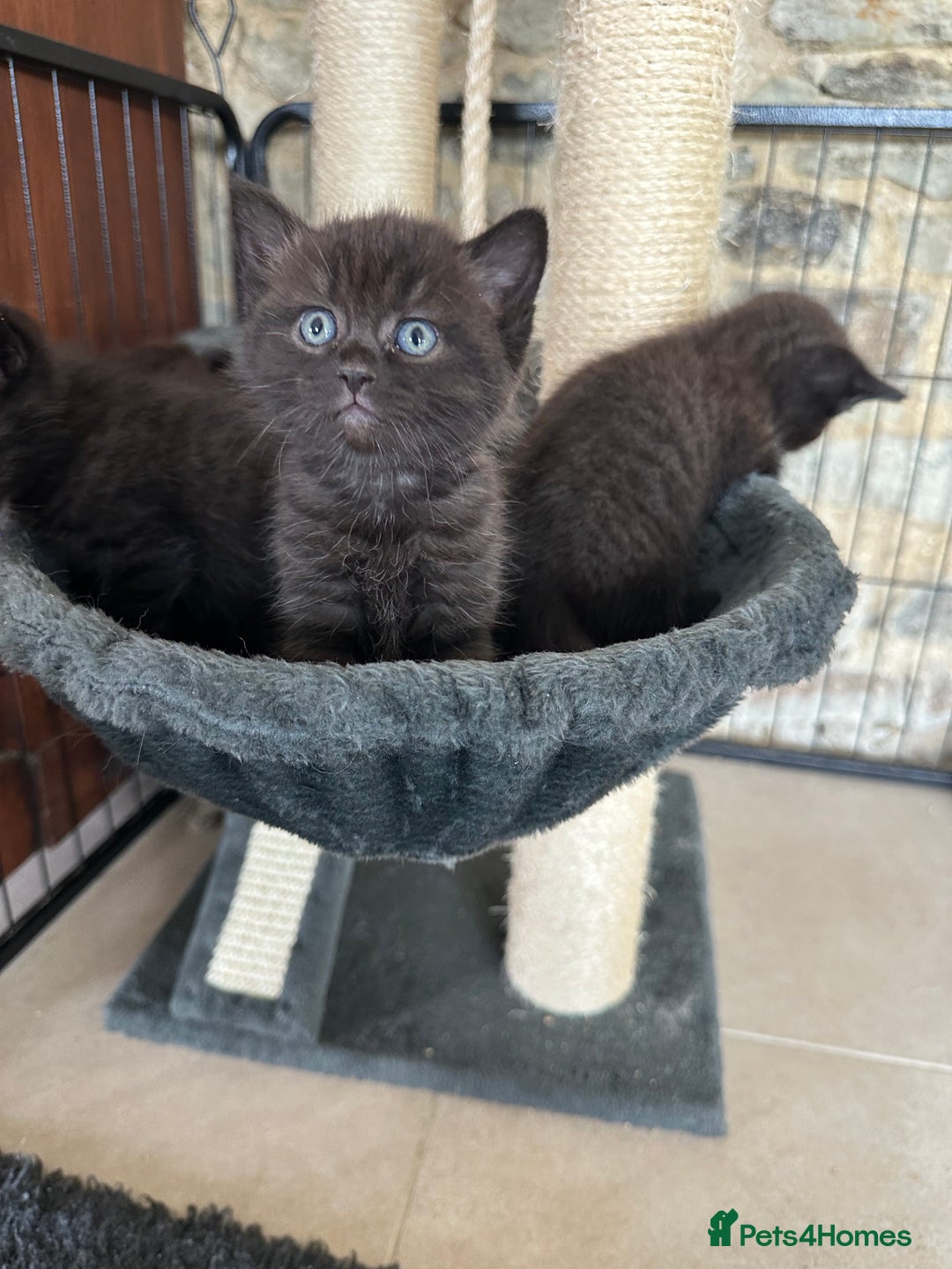 British Shorthair cats for sale: British Shorthair Cross kittens  - Image 4