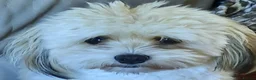 Mixed Breed dogs for sale: LOVELY KYI-LEO GIRL(Lhasa Apso/Maltese) CAN GO NOW - Advert 1