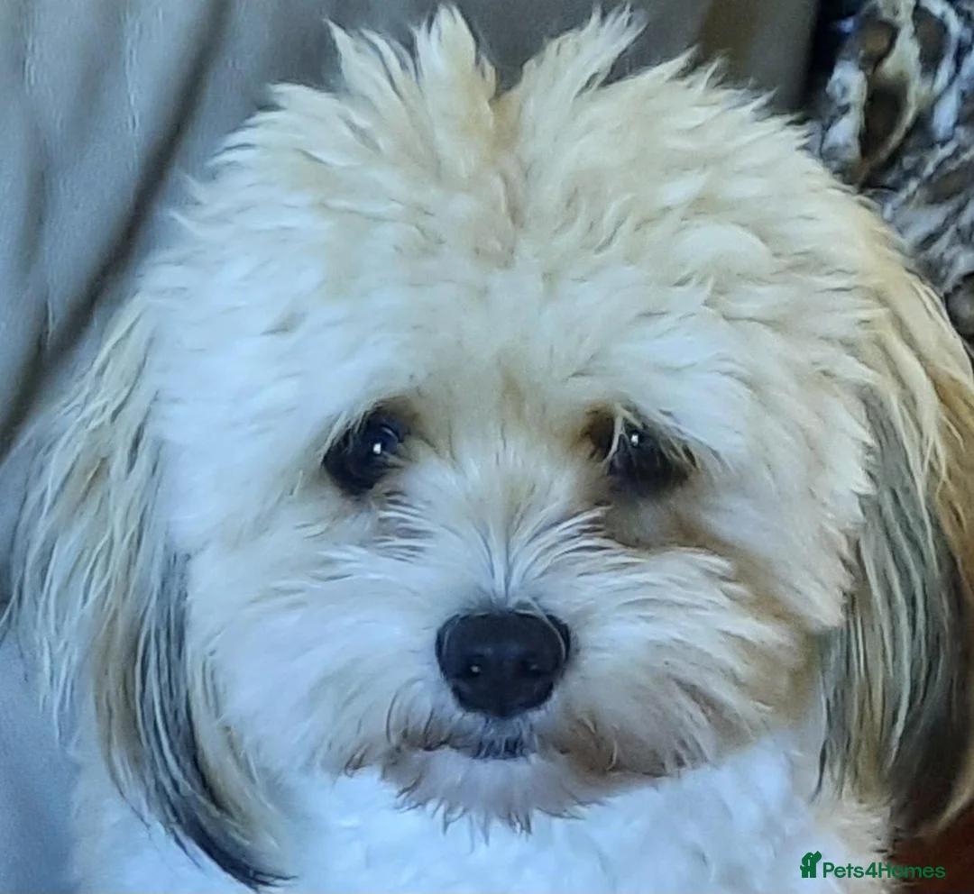 Mixed Breed dogs for sale: LOVELY KYI-LEO GIRL(Lhasa Apso/Maltese) CAN GO NOW - Advert 1