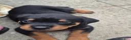 Rottweiler dogs for sale: Rottweiler girl looking for her sofa!!+  - Advert 9