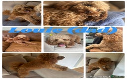 Cavapoo dogs for sale: 7 gorgeous F1b Cavapoo Puppies (4 girls & 3 boys)  - Image 23