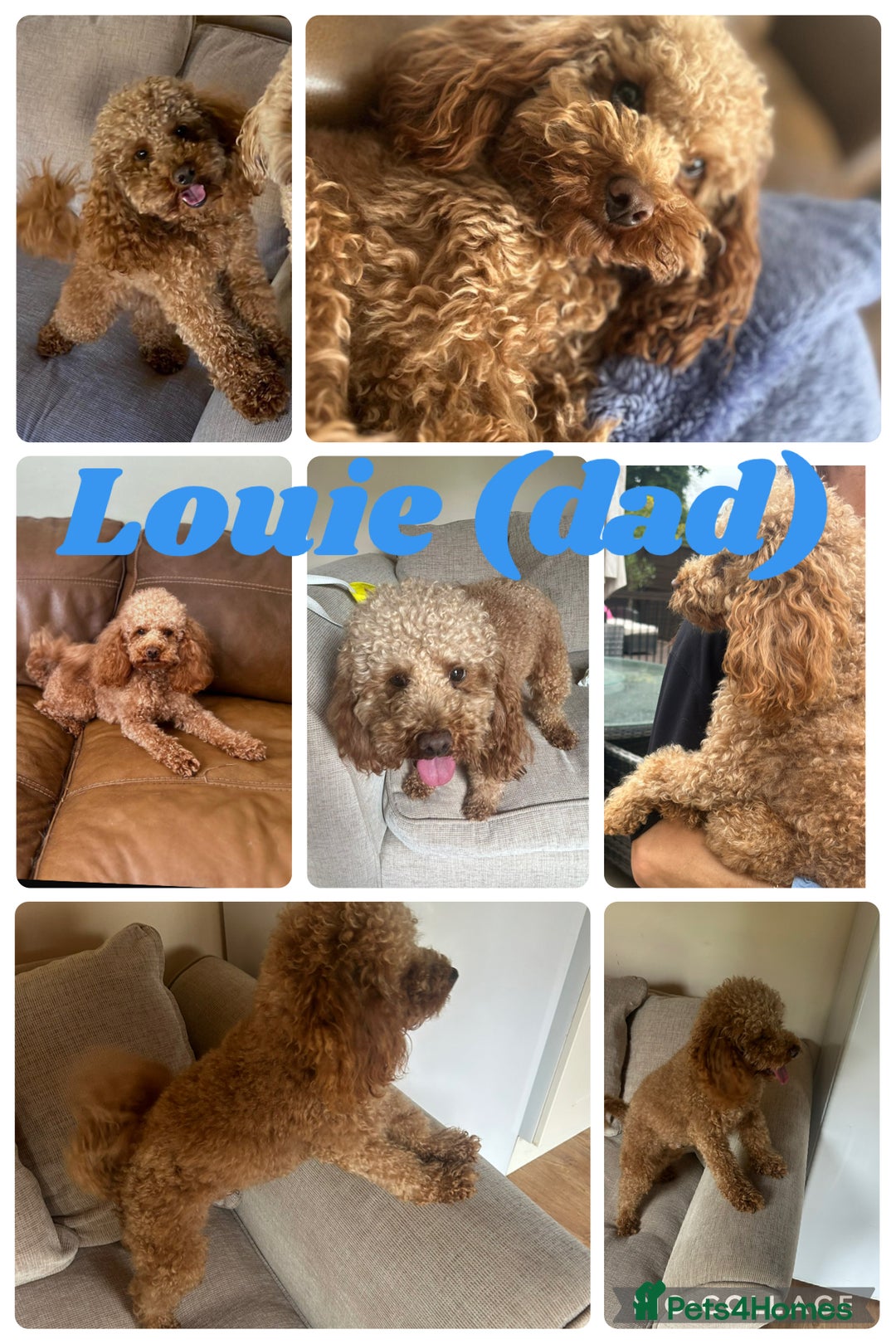 Cavapoo dogs for sale: 7 gorgeous F1b Cavapoo Puppies (4 girls & 3 boys)  - Image 23