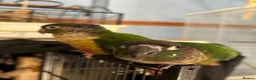 Conures birds for sale: Lovely Conures  - Advert 9