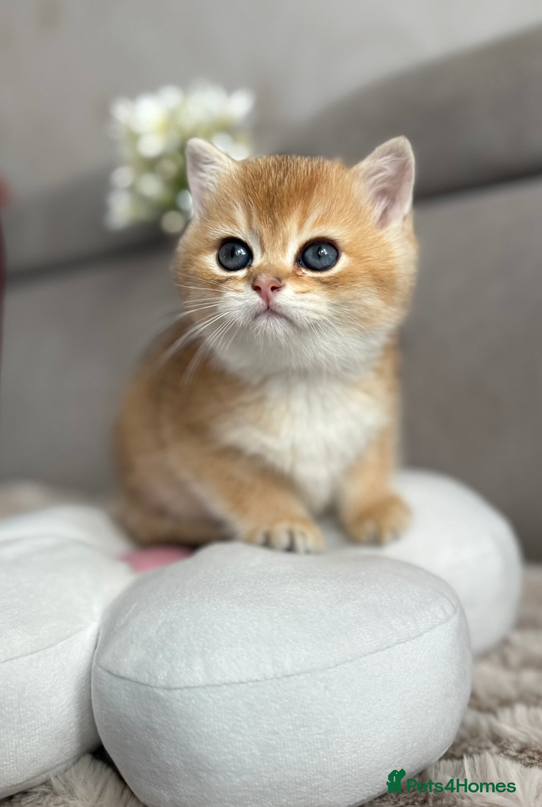 British Shorthair cats for sale: 🌟 Last two beautiful  Golden BSH girls 🌟 - Advert 39