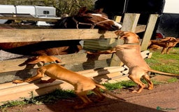 Hungarian Vizsla dogs for sale: Stunning KC Vizsla Pups - Image 11