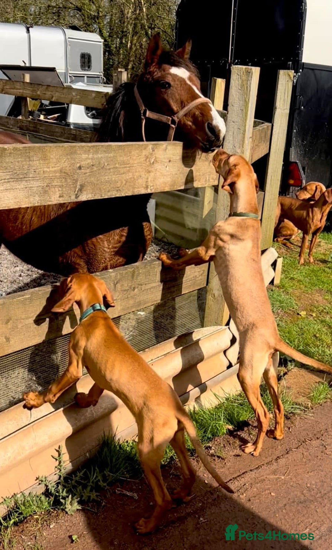 Hungarian Vizsla dogs for sale: Stunning KC Vizsla Pups - Image 11