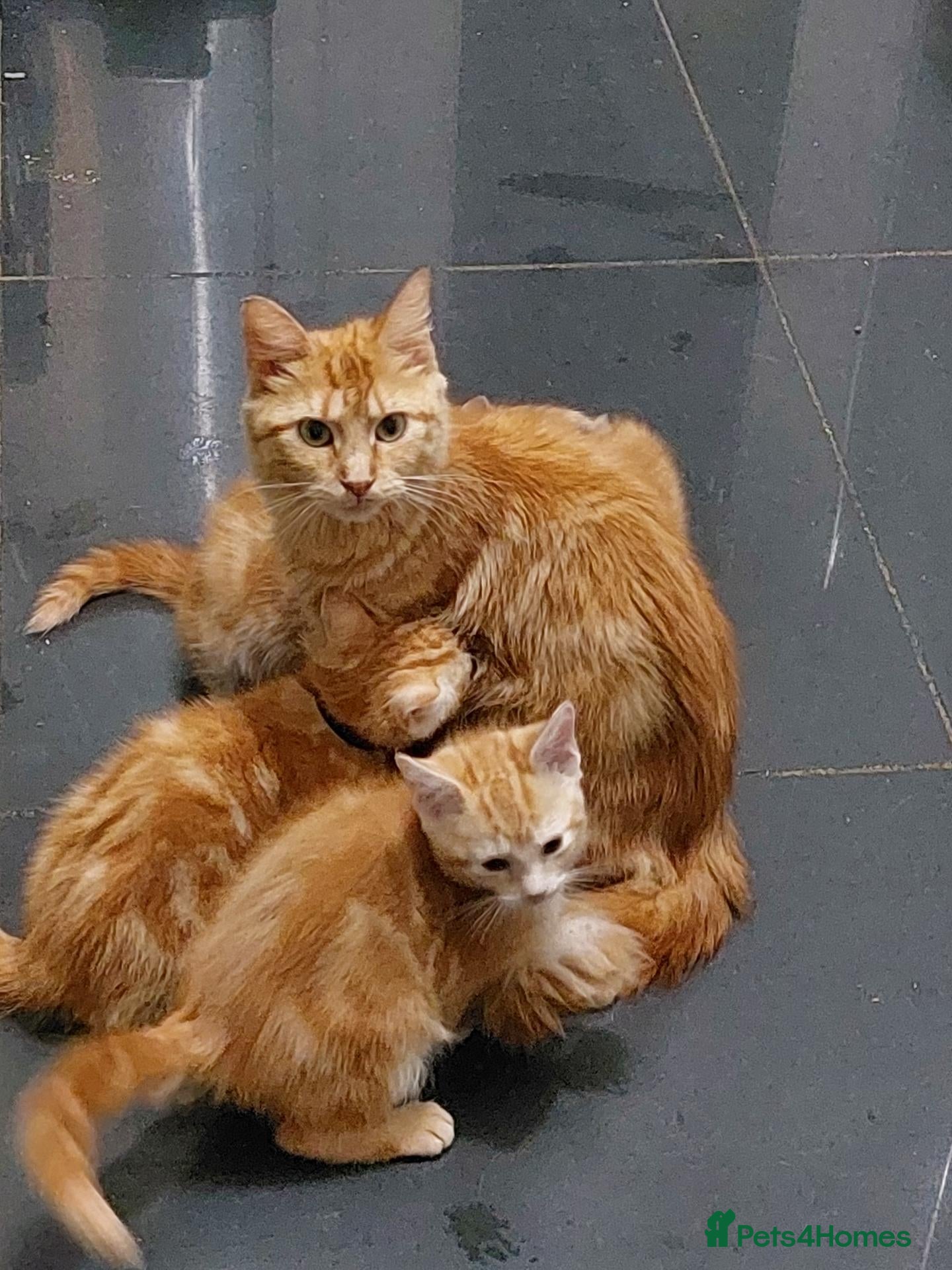 Mixed Breed cats Maine coon cross Ginger 12 week kittens male - Advert 1