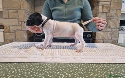 Pointer dogs for sale: 🪶 Pointer puppies 🪶 - Image 21