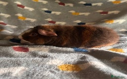 Guinea Pig rodents for sale: Lovely Teddy and Coronet baby Guinea pigs - Image 24
