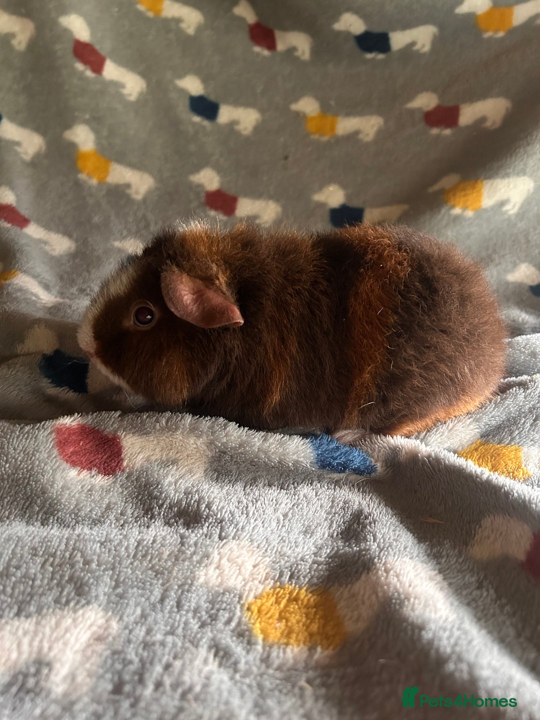 Guinea Pig rodents for sale: Lovely Teddy and Coronet baby Guinea pigs - Image 24