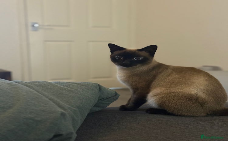 Siamese cats - Advert 1