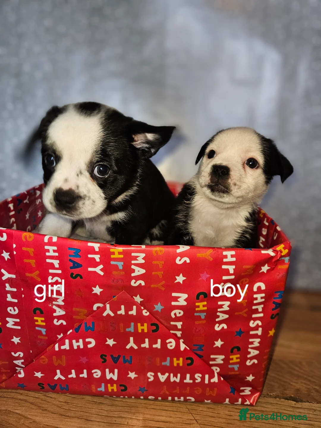 Mixed Breed dogs for sale: Pug x staff & pug x staff x chihuahua puppies  - Advert 18