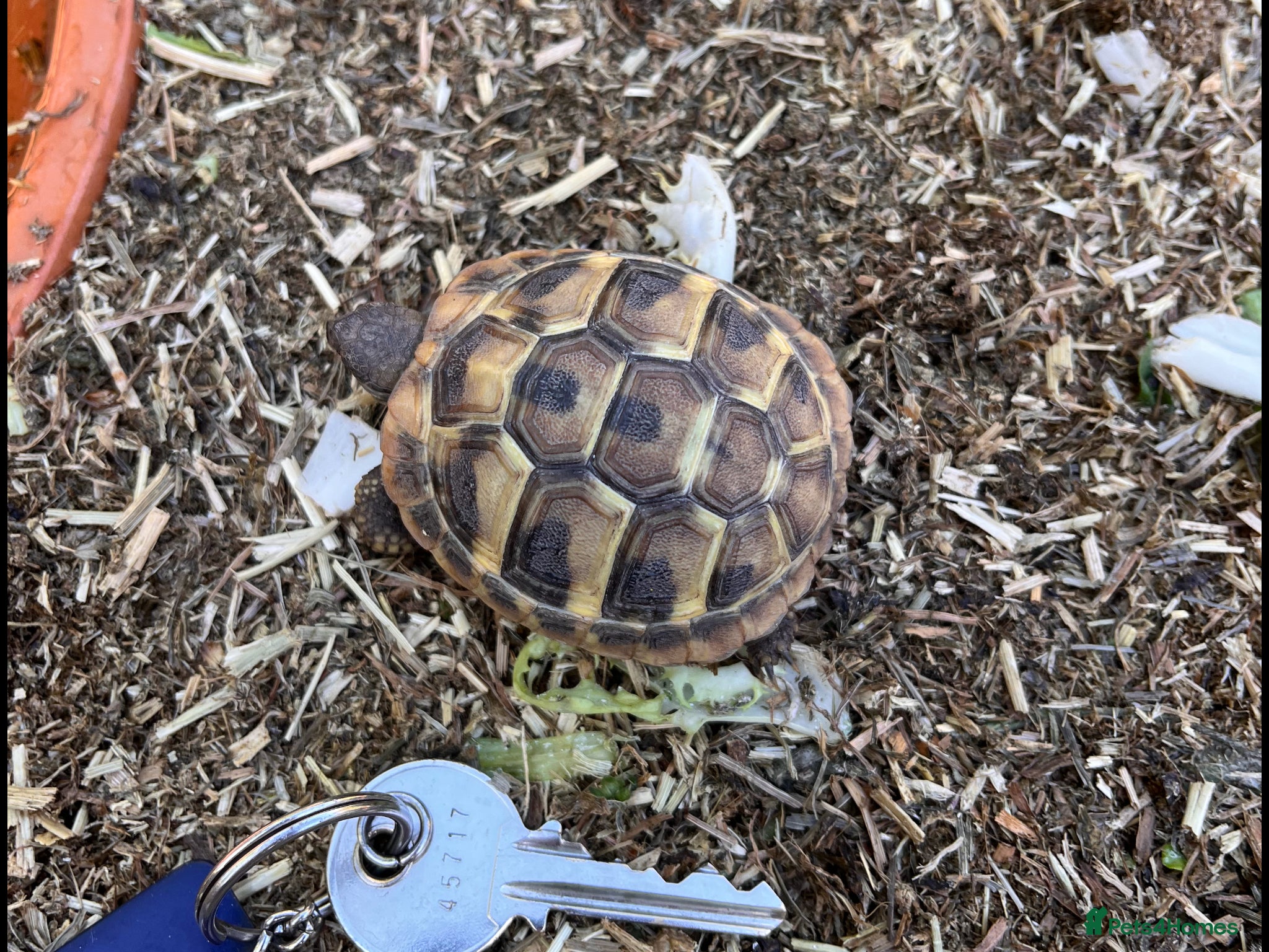 Tortoise reptiles Stunning baby Hermann Tortoises CB in the UK - Advert 1
