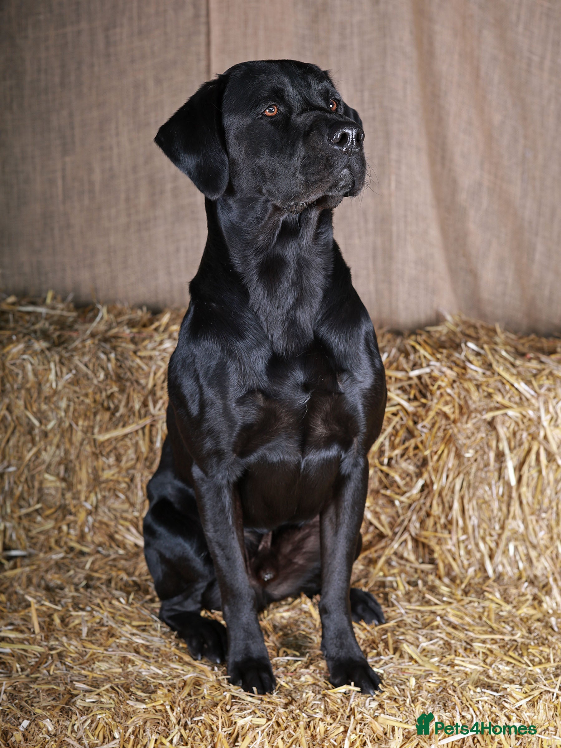 Labrador Retriever dogs Sabo fully health tested working and proven. in Withernsea - Advert 2