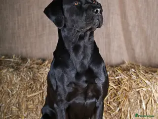 Labrador Retriever dogs Sabo fully health tested working and proven. in Withernsea - Advert 2