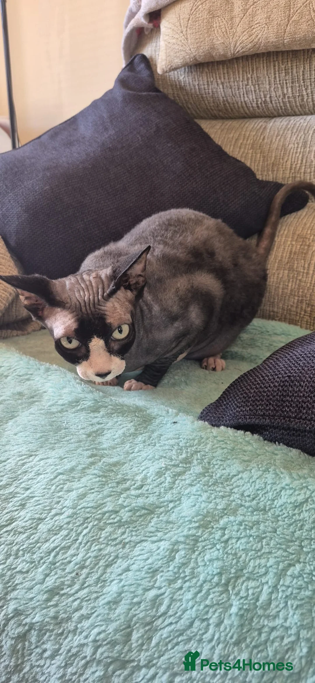 Sphynx cats for sale: Loving friendly black and white sphinx needs home in Seaford - Advert 2