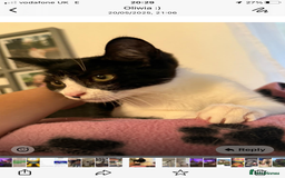 Domestic Shorthair cats for sale: Adorable female kitten (6 months old) from York. - Image 1