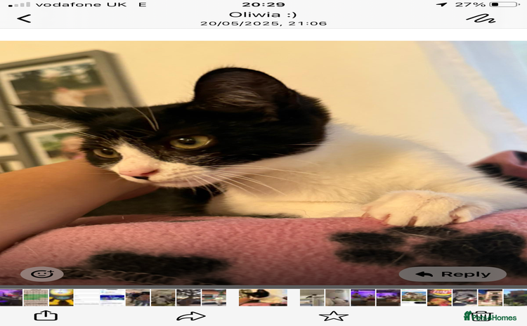 Domestic Shorthair cats - Advert 16