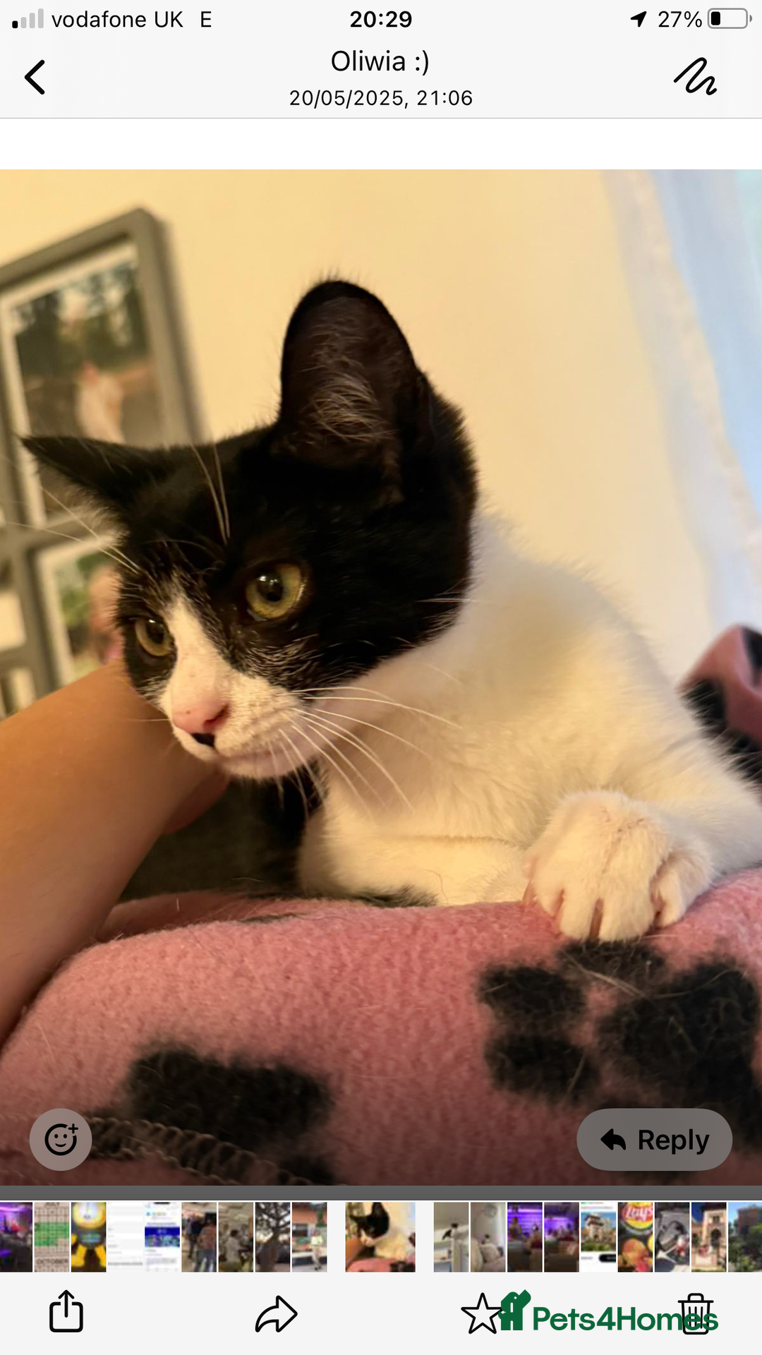 Domestic Shorthair cats for sale: Adorable female kitten (6 months old) from York. - Image 1