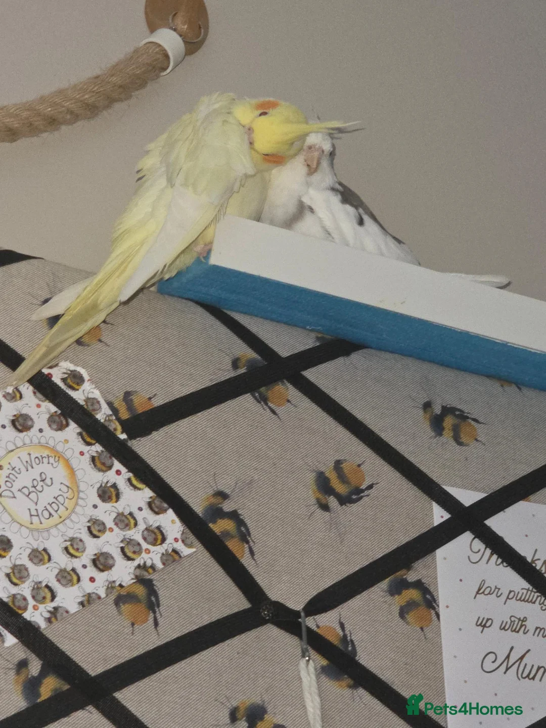 Cockatiels birds for sale: 2 cockatiels- pied and latino - Advert 5