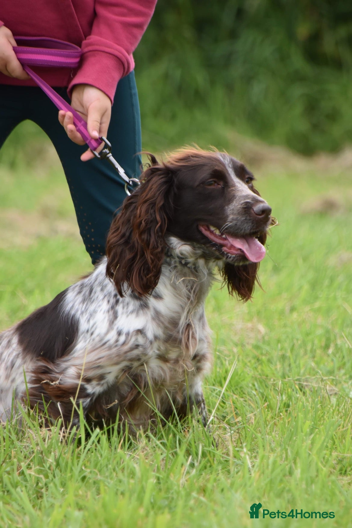 Cocker Spaniel dogs Available this week 2 beautiful spaniel puppies  - Advert 18