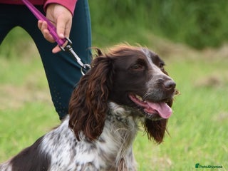 Cocker Spaniel dogs 3 beautiful spaniel puppies - Advert 1