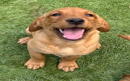 Labrador Retriever dogs for sale: Kc reg fox red Labradors  - Advert 9