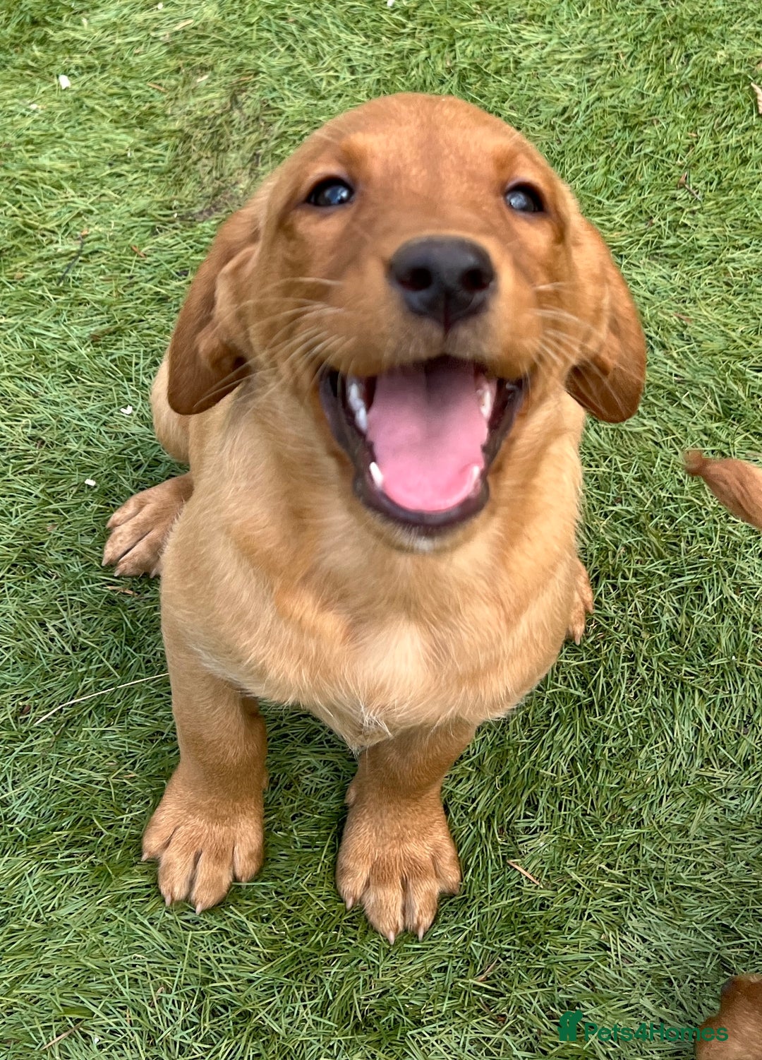 Labrador Retriever dogs for sale: Kc reg fox red Labradors  - Advert 9