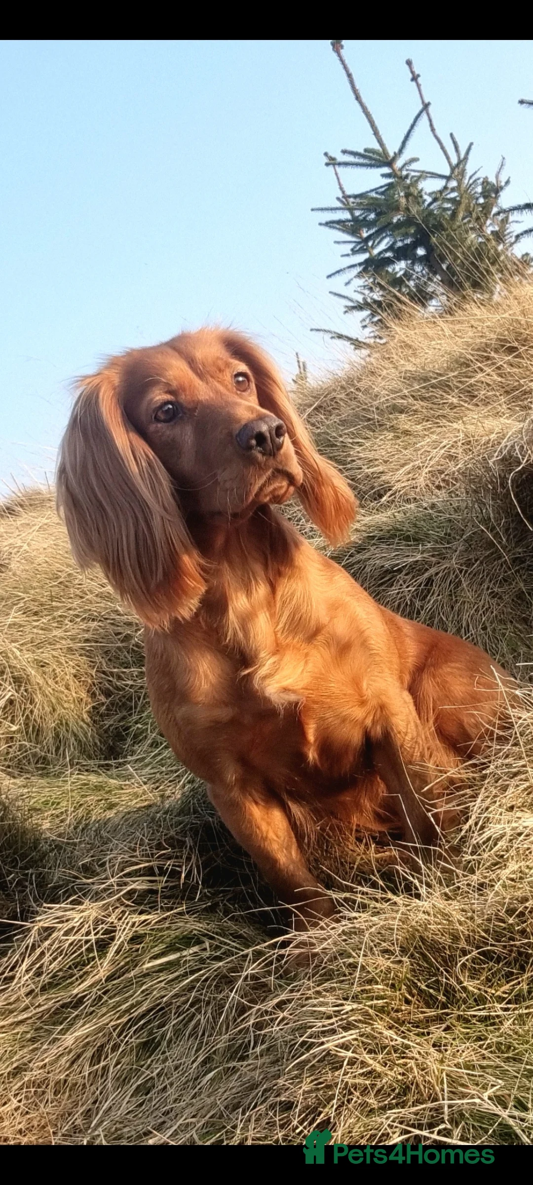 Cocker Spaniel dogs for sale: Cocker spaniel puppy - Advert 7
