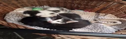 Mixed Breed cats for sale: Beautiful Kittens Looking for Loving Homes - Advert 5