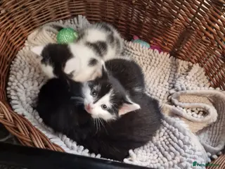 Mixed Breed cats Beautiful Kittens Looking for Loving Homes - Advert 2