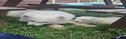 Samoyed dogs for sale: 2 Samoyed Puppies Looking for Their Forever Homes in Craven Arms - Advert 11
