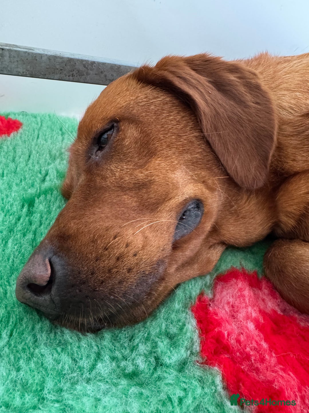Labrador Retriever dogs for sale: Ready to leave, KC Labrador litter, boys & girls  - Image 19