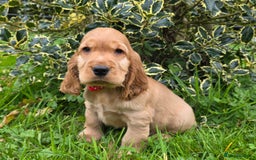 Cocker Spaniel dogs for sale: KC Registered Show Type Cocker Spaniels  - Image 8
