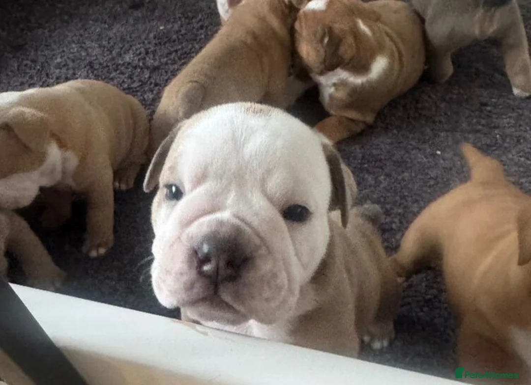 Olde English Bulldogge dogs for sale:  English Bulldog puppies in Southsea - Advert 2
