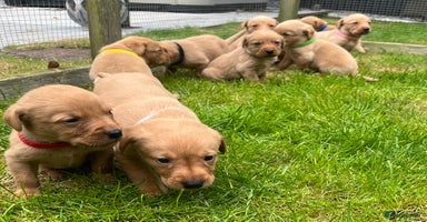 Labrador Retriever dogs - Advert 12