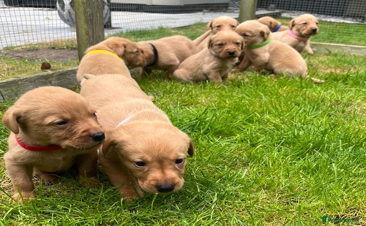 Labrador Retriever dogs - Advert 1