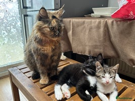 Mixed Breed cats - Advert 11