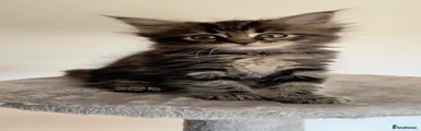 Maine Coon 4