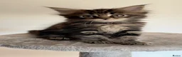 Mixed Breed cats for sale: Maine coon x ragdoll kittens - READY this weekend  - Advert 15