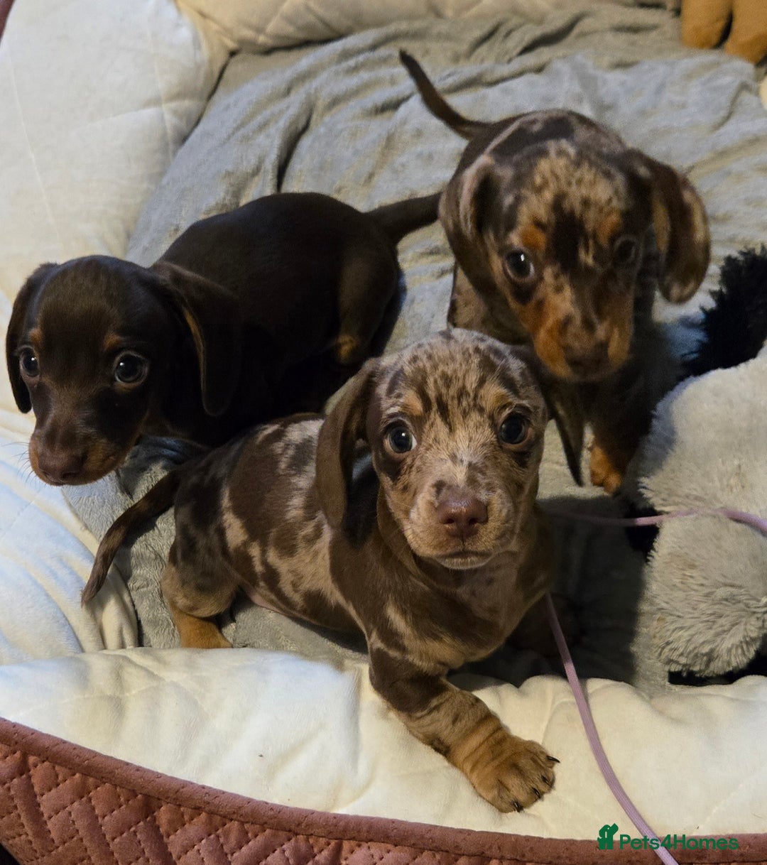 Dachshund dogs for sale: Miniture smooth haired dachshund - Image 9